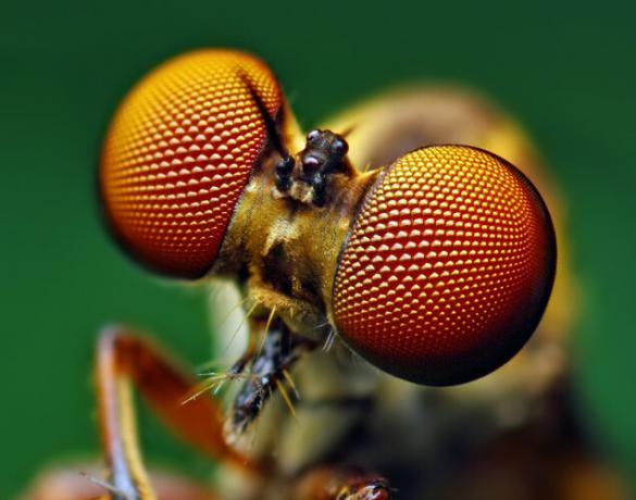 Eyes_of_a_Holcocephala_fusca_Robber_Fly