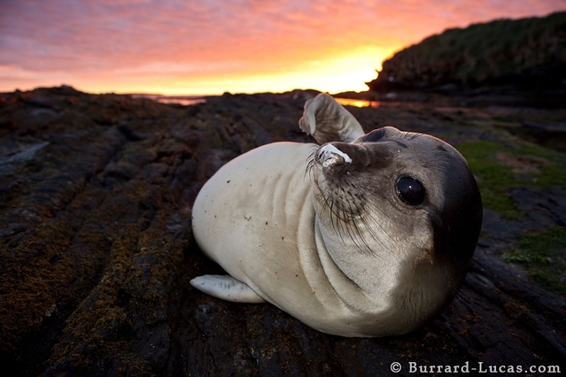 4 Will a Burrard-Lucas Elephant Seal Pup