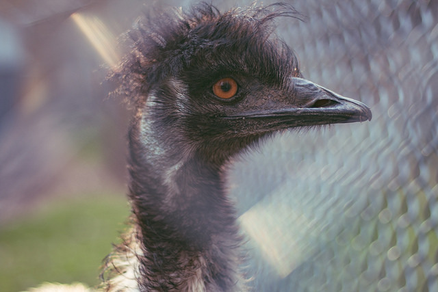 10 důvodů proč zvolit manuální ostření při automatickém ostření při fotografování snímků zoo blikáním