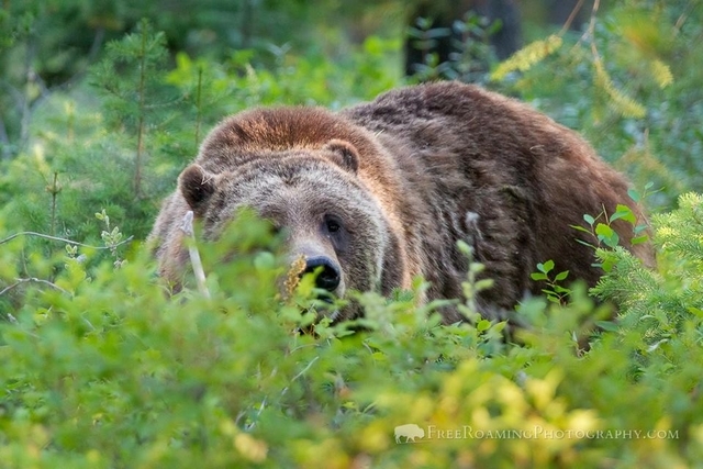 18 Mike Cavaroc - medvěd grizzly