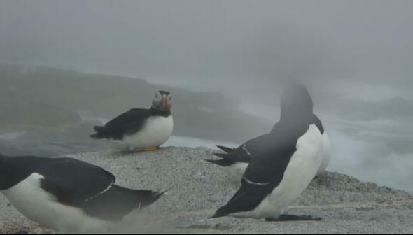 ustream-puffiny