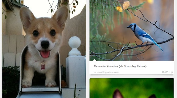 10 úžasných a inspirujících tumblrů na vylepšení vašeho dashboardu BestTumblrs Animal Blog